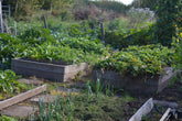 Raised beds - trendy nonsense in the vegetable garden?