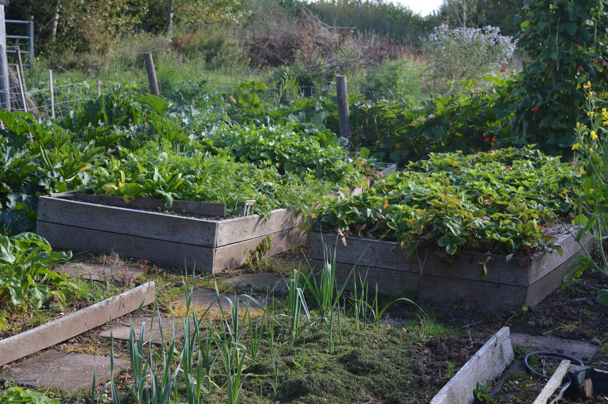 Raised beds - trendy nonsense in the vegetable garden?