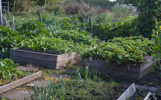 Raised beds - trendy nonsense in the vegetable garden?