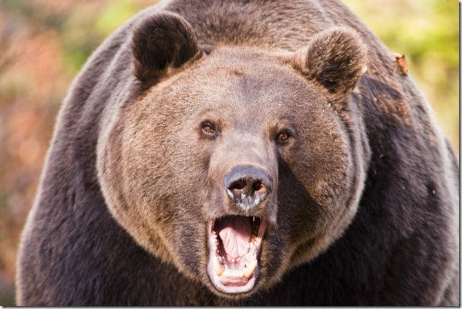 Photography Workshop: Photographing Europe&rsquo;s Great Predators with Chris Weston and Tatra photography