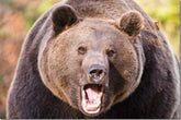 Photography Workshop: Photographing Europe&rsquo;s Great Predators with Chris Weston and Tatra photography