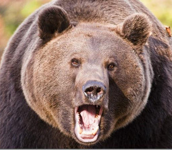 Photography Workshop: Photographing Europe&rsquo;s Great Predators with Chris Weston and Tatra photography