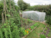 Starting A Veg Garden During Quarantine