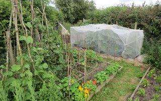 Starting A Veg Garden During Quarantine