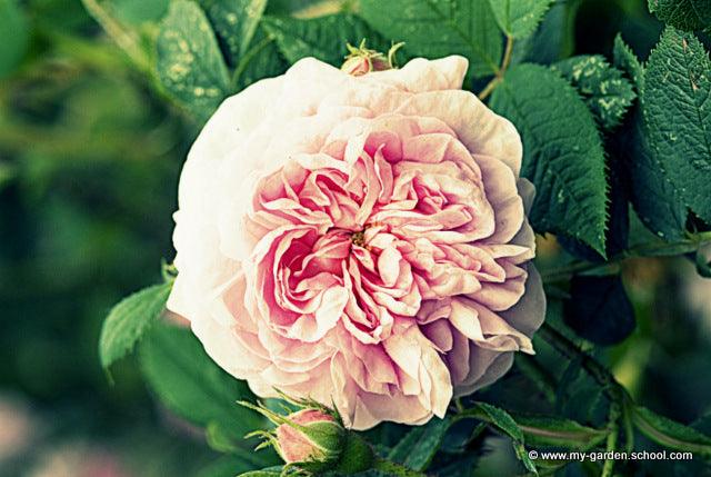 David Austin Roses; An Interview with Michael Marriott