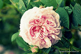 David Austin Roses; An Interview with Michael Marriott