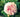 David Austin Roses; An Interview with Michael Marriott
