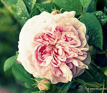 David Austin Roses; An Interview with Michael Marriott