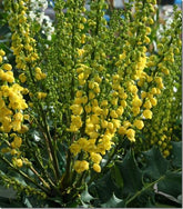 Evergreen shrubs for colour