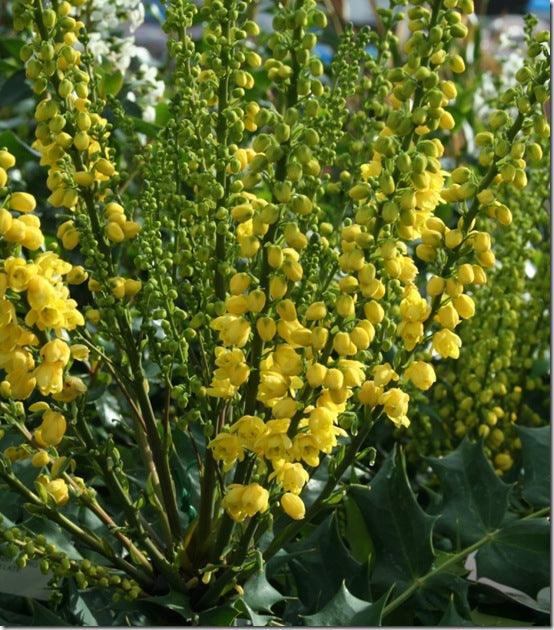Evergreen shrubs for colour