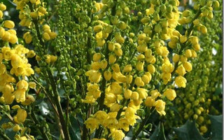 Evergreen shrubs for colour