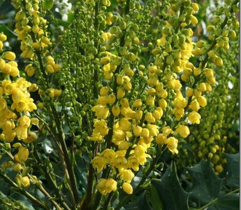 Evergreen shrubs for colour