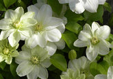 The top 100 Gardening questions 51 &ndash; 60