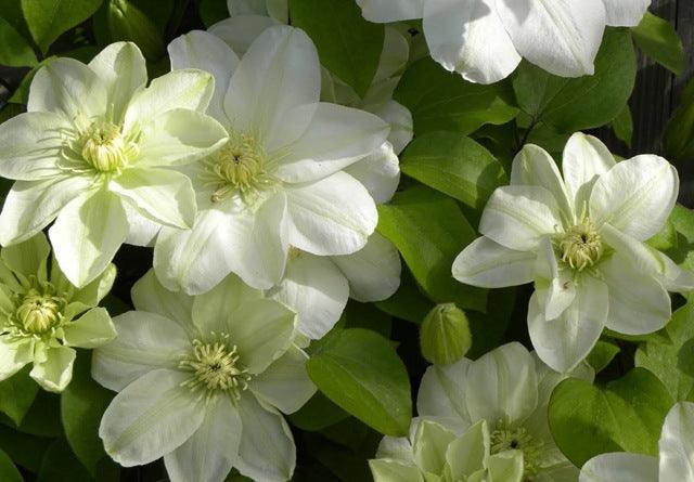 The top 100 Gardening questions 51 &ndash; 60