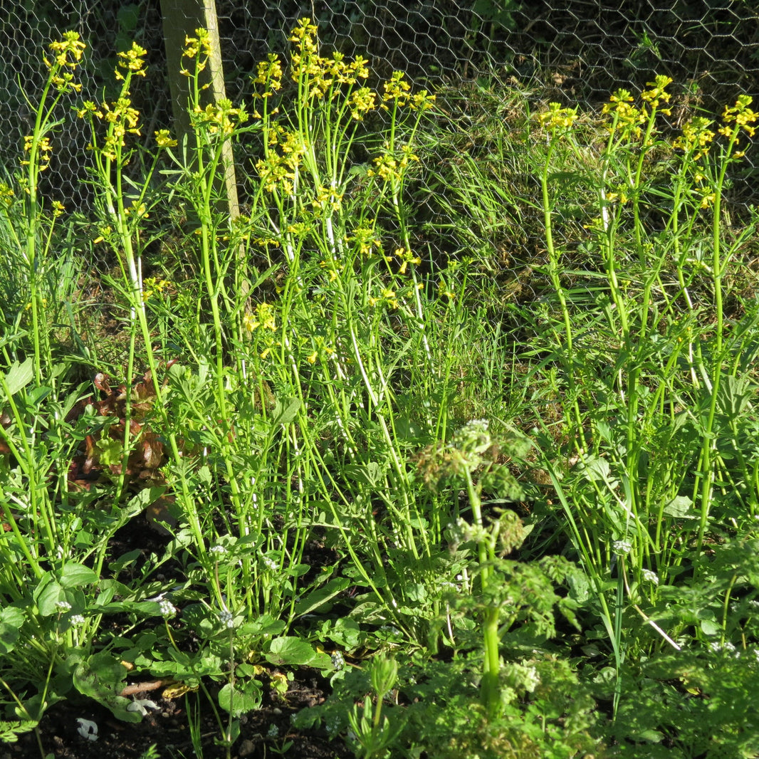 The Coronavirus Veg Garden: What to do with all that garden waste?