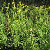 The Coronavirus Veg Garden: What to do with all that garden waste?