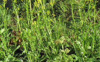 The Coronavirus Veg Garden: What to do with all that garden waste?