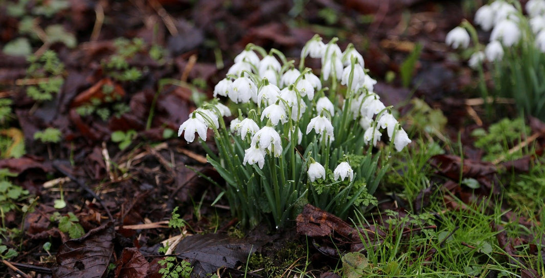 Gardening Jobs For Winter
