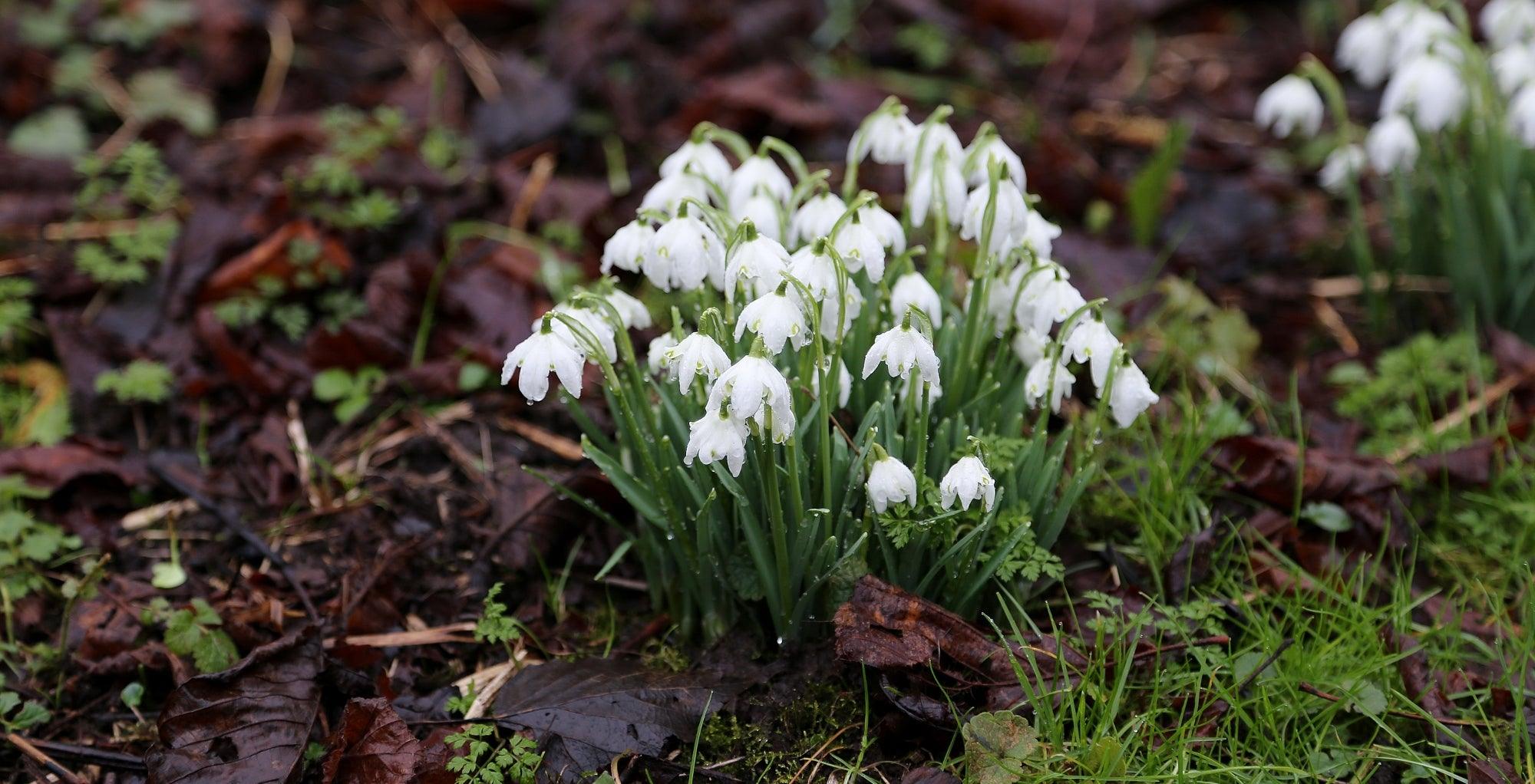 Gardening Jobs For Winter