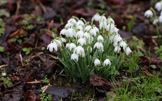 Gardening Jobs For Winter