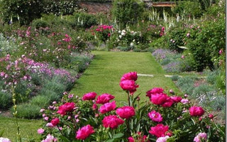 Gardens to Visit: Mottisfont Abbey