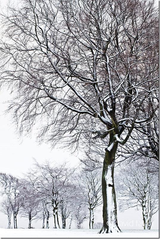 Winter Photography: Making The Most of Snow