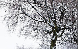 Winter Photography: Making The Most of Snow