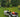 Summer lawn care
