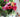 Growing Roses For Cutting