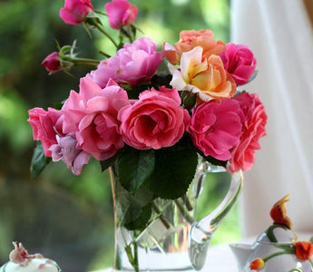 Growing Roses For Cutting