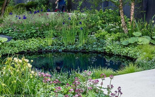 How to construct a pond &ndash; secrets of success with water