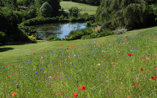 Lady Farm, Chelwood, Somerset, England: planting for impact