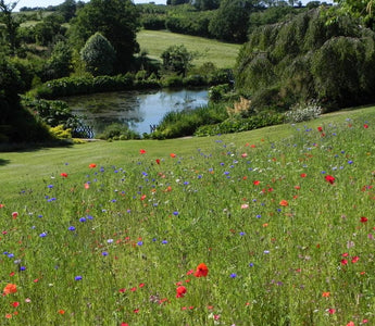 Lady Farm, Chelwood, Somerset, England: planting for impact