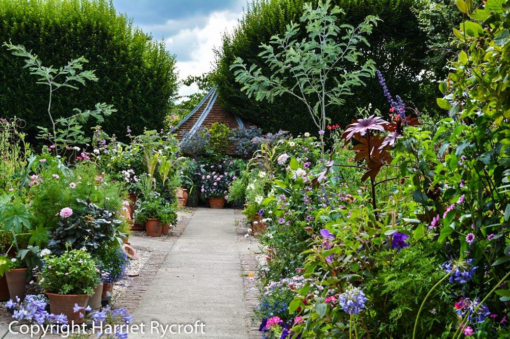 Growing Plants From Seed For Summer Pots & Containers