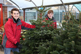 Don’t feel guilty about buying a real, cut Christmas tree