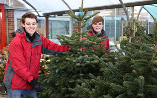 Don’t feel guilty about buying a real, cut Christmas tree