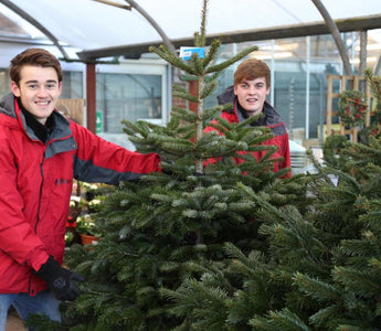 Don’t feel guilty about buying a real, cut Christmas tree