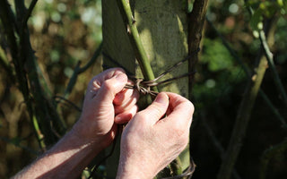 Garden jobs for Fall/Autumn