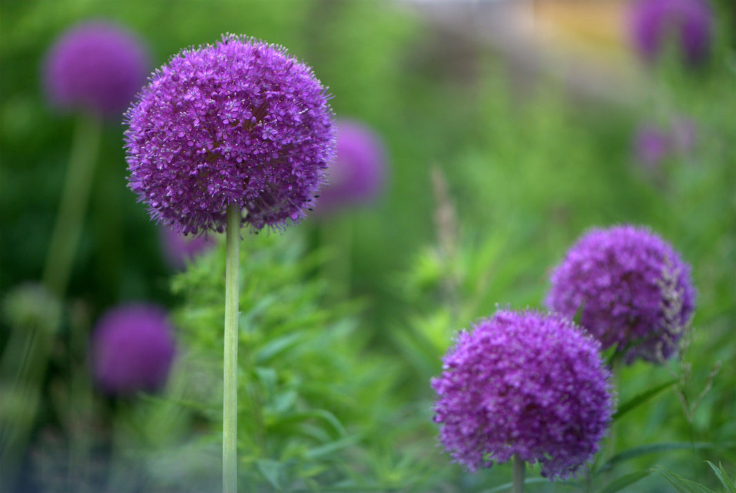 Learning with Experts' Gardening Course on Planting Spring Bulbs