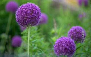 Learning with Experts' Gardening Course on Planting Spring Bulbs
