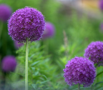 Learning with Experts' Gardening Course on Planting Spring Bulbs