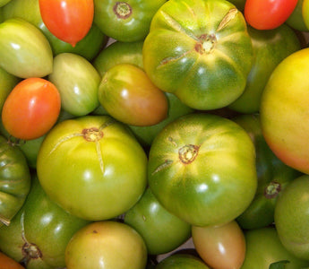 How To Ripen Green Tomatoes