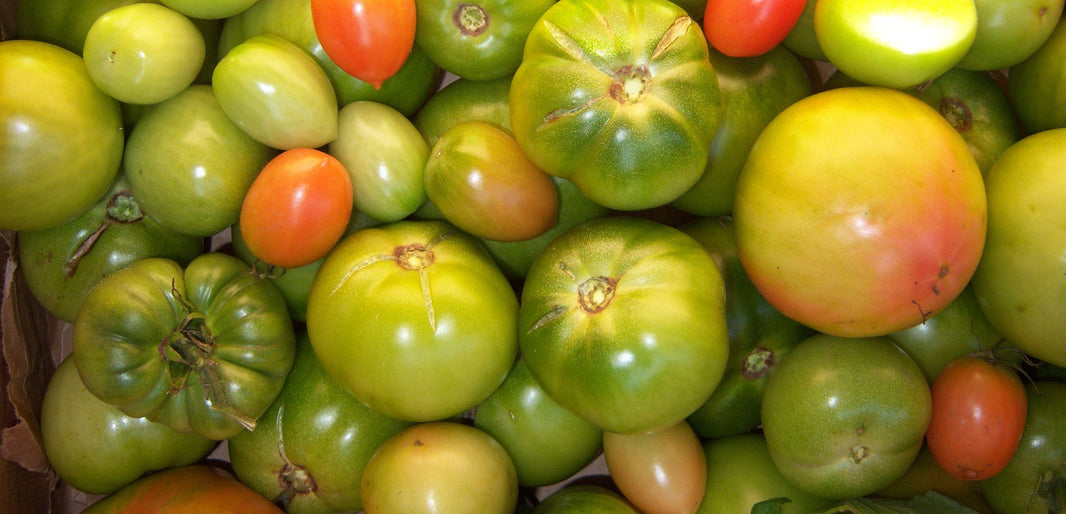 How To Ripen Green Tomatoes