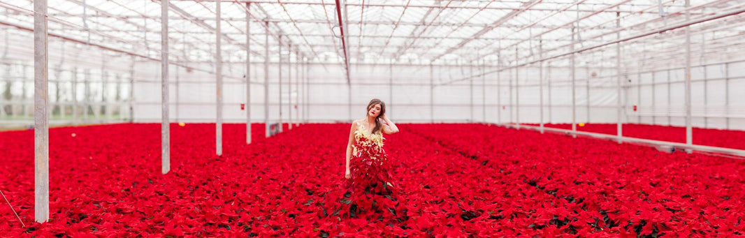 International Poinsettia Day