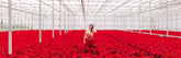 International Poinsettia Day
