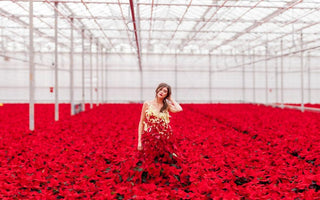 International Poinsettia Day
