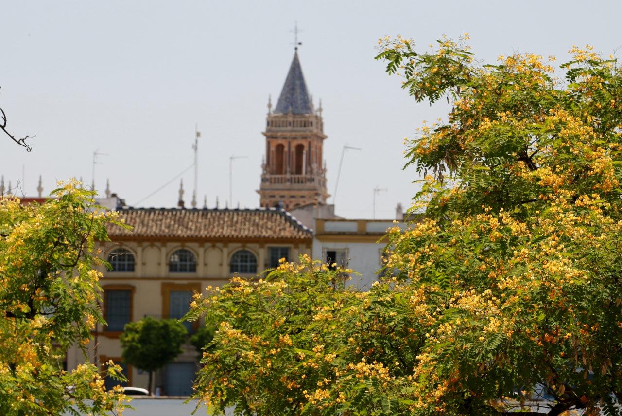 Flowering Trees for Warmer Climates