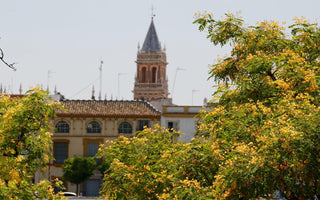 Flowering Trees for Warmer Climates