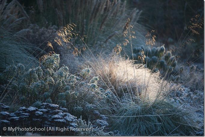 Top Ten Garden Photography Tips