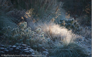 Top Ten Garden Photography Tips